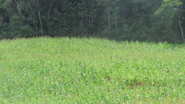 Imagem Área Agrícola para Venda em Concórdia, Rural