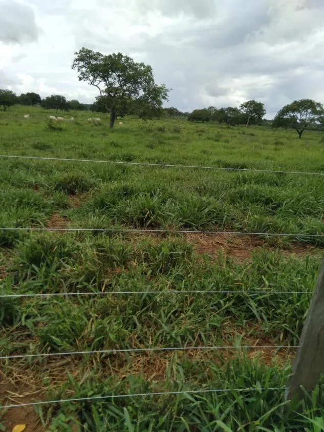 Imagem FAZENDA À VENDA - MORRO DA GARÇA / CORINTO (MG) 113 hectares de terra