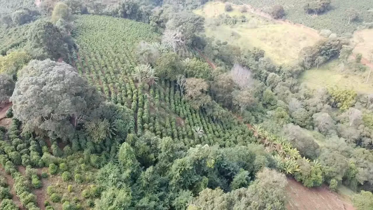 Imagem Sítio 3,63 ha à venda em Primos, Campestre