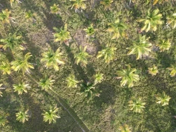 Imagem Paraíso Aibim