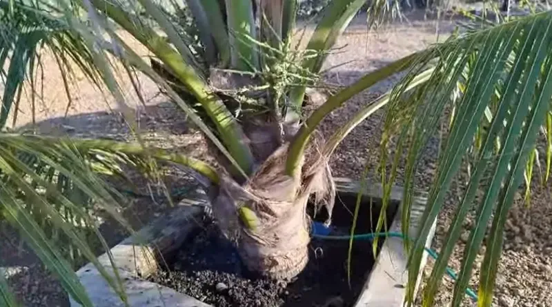 Imagem Terreno à Venda, 1000 m² em Esperantina - Esperantina