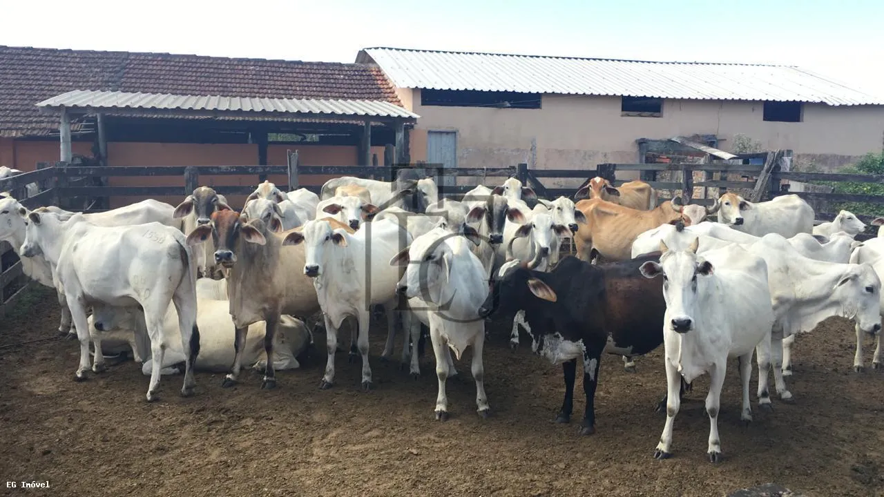 Imagem Fazenda para Venda em Araruama, São Vicente