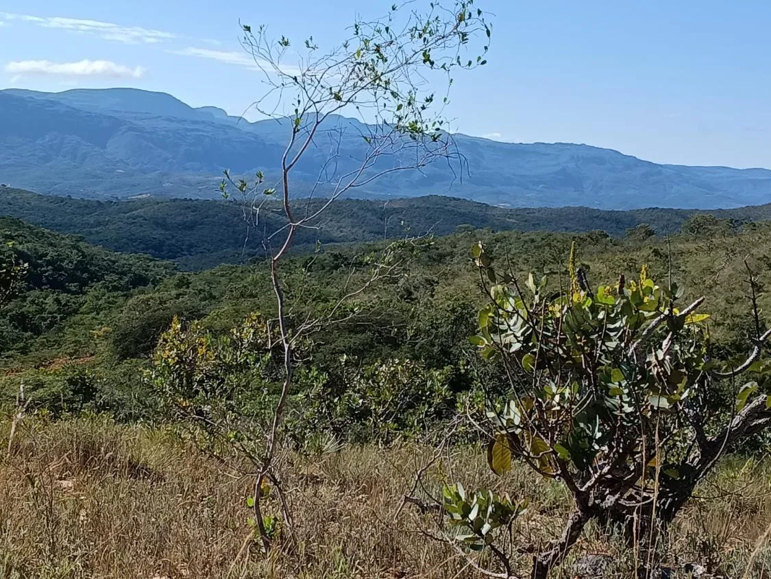 Imagem FAZENDA À VENDA EM SANTANA DO PIRAPAMA ? MG , com 338 hectares de terra