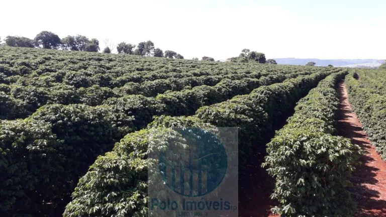 Imagem Sítio com 79 mil pés de Café, 11 alqueires com estrutura e terreirão em São Sebastião do Paraíso - Minas Gerais.