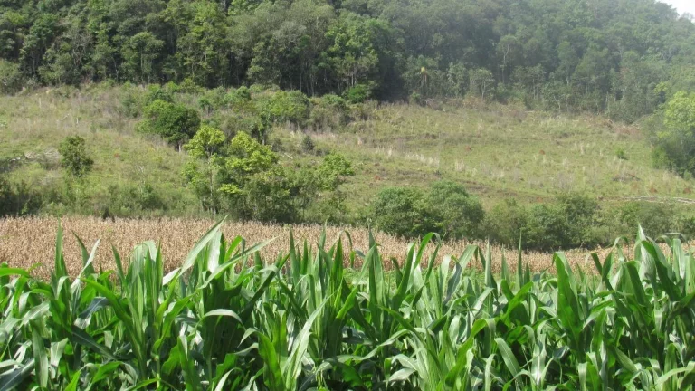 Imagem Área Agrícola para Venda em Concórdia, Linha Sertão