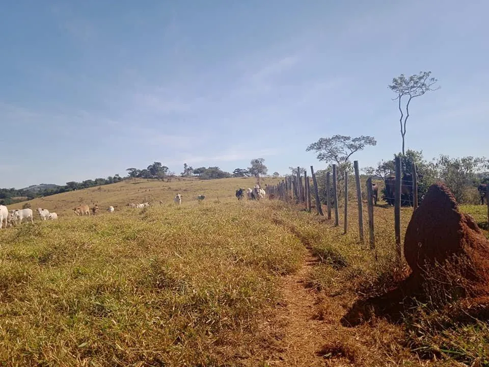 Imagem Venda de Fazenda em Crucilândia 48 hectares de terra