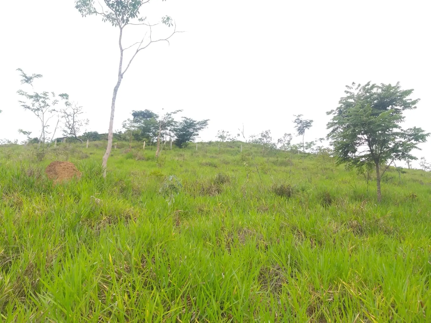 Imagem Chácara à venda 2 Quartos, 6 Vagas, 6000M², Borba, Pindamonhangaba - SP