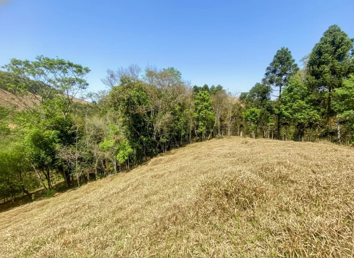 Imagem Sítio 2,42 ha à venda em Correias, Bandeira do Sul