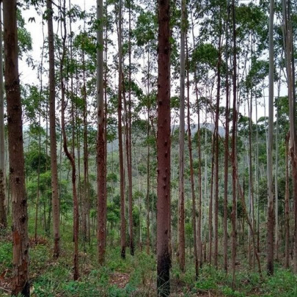 Imagem Terreno à Venda, 137.000 m² em São Domingos - Bias Fortes
