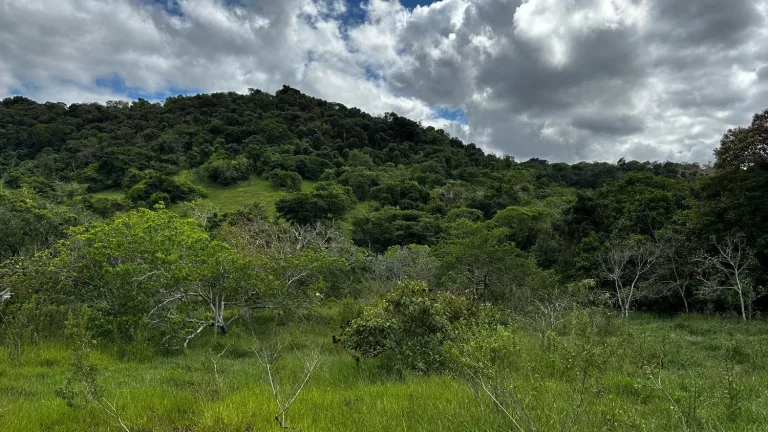 Imagem Terreno de aproximadamente 47 hectares no Periquito MG