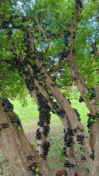 Imagem Chácara a Venda no bairro Pinhal - Limeira, SP