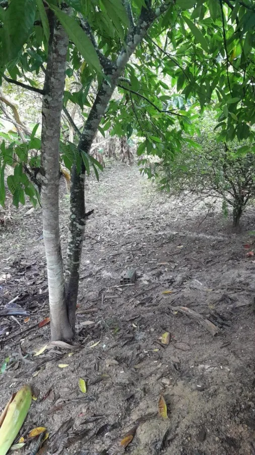 Imagem Sítio para Venda em Sete Barras, Rural
