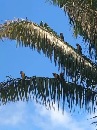 Imagem Fazenda à venda em Cocalzinho de Goiás/GO