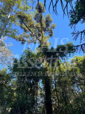 Imagem Área para venda em Taquara, Fazenda Fialho - 4.300m²
