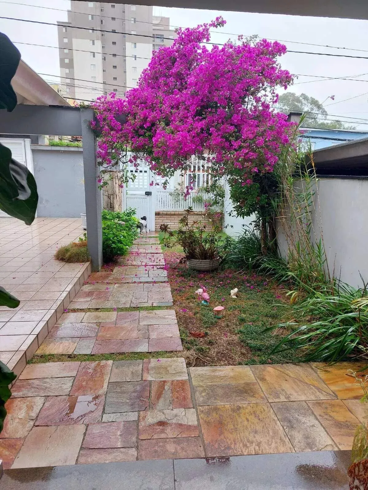 Imagem Sobrado 3 dormitórios 1 suíte -Bairro Assunção - São Bernardo do Campo