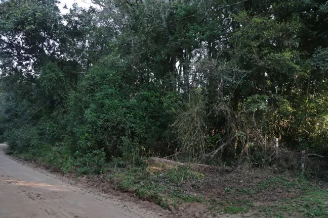 Imagem Lindos terrenos (2), belíssima mata nativa, privativo, Águas Claras