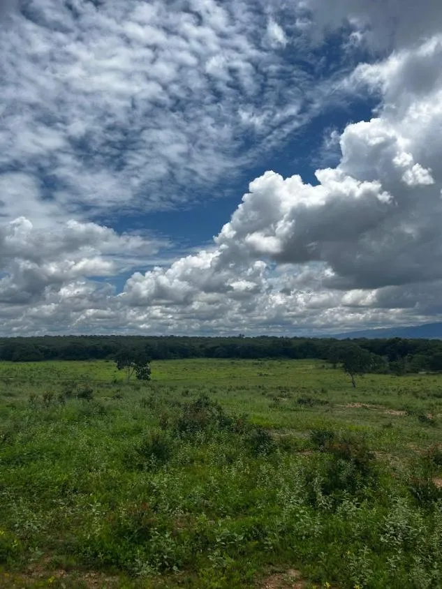 Imagem FAZENDA À VENDA ? PORTEIRA FECHADA / BUENÓPOLIS/MG área total de 223 hectares