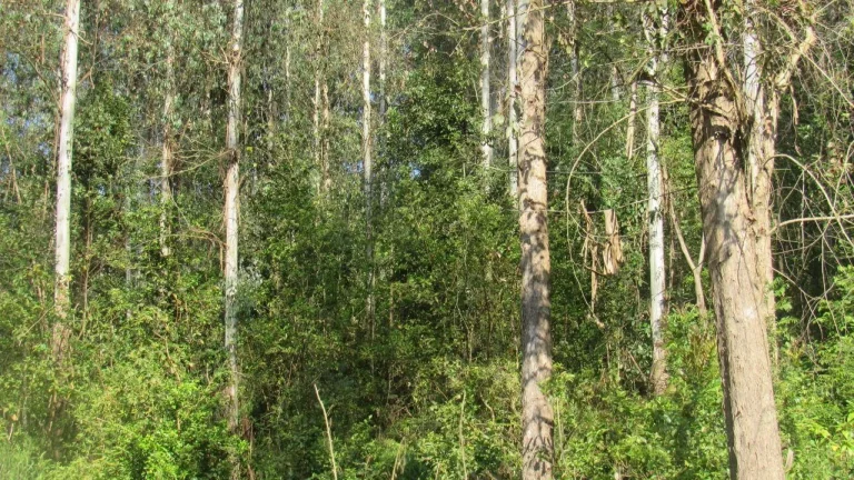 Imagem Terreno para Venda em Arabuta, Interior