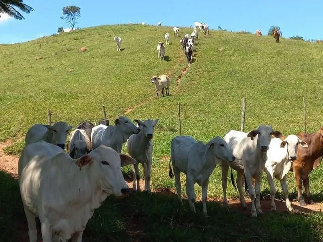 Imagem Chácara à venda 121000M², Rio Abaixo, São Luiz do Paraitinga - SP