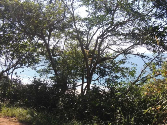 Imagem Terreno à Venda em Garopaba-SC, Praia da Gamboa, 973,63 m² de Área com Vista Mar!