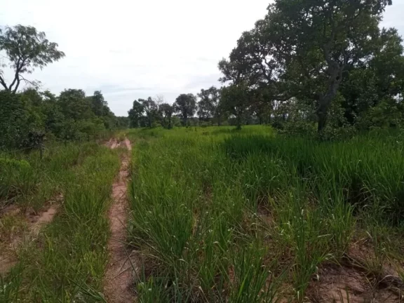 Fazenda a VENDA, Região Ribas do Rio Pardo/MS - 82 alqueires em Área Rural