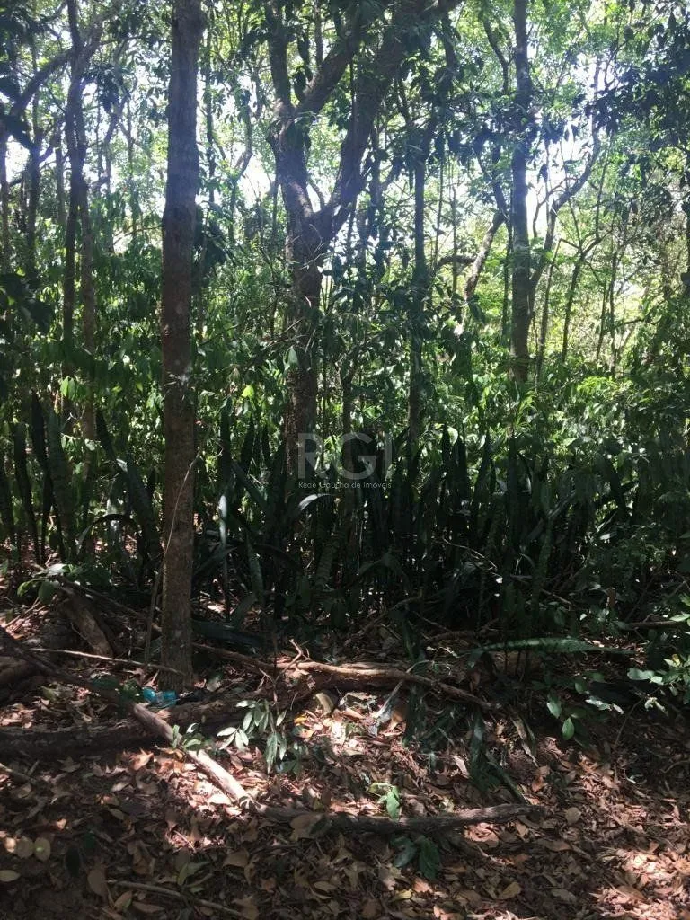 Imagem Terreno em Vila Nova