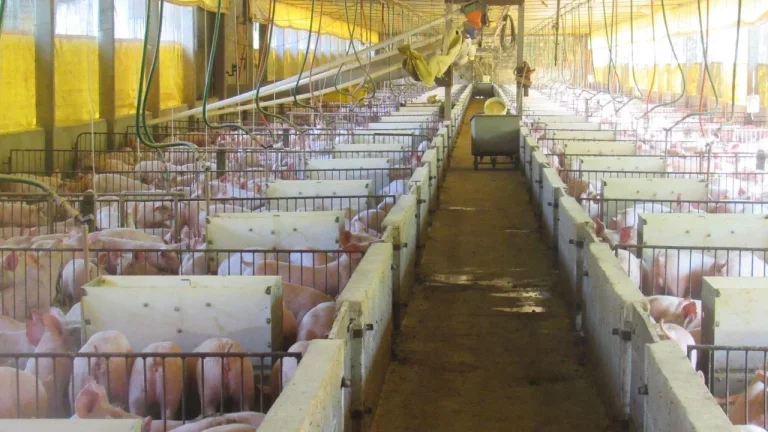 Imagem Área Agrícola para Venda em Lindóia do Sul, Interior