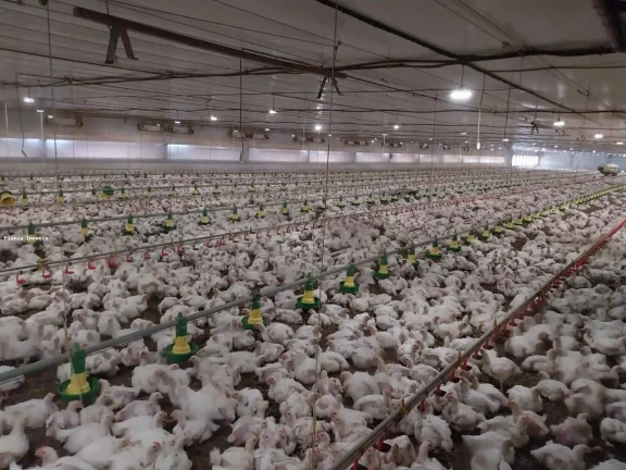 Imagem Granja para Venda em Lindóia do Sul, Interior