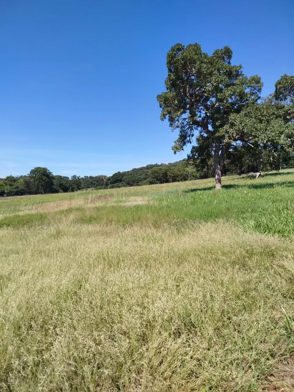 Imagem Fazenda à Venda, 28 Alq. GO em Área Rural de Itumbiara - Itumbiara