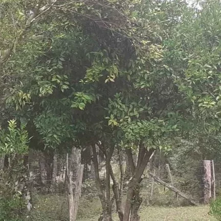 Imagem CHACARA RURAL em ANTÔNIO OLINTO - PR, Antonio Olinto