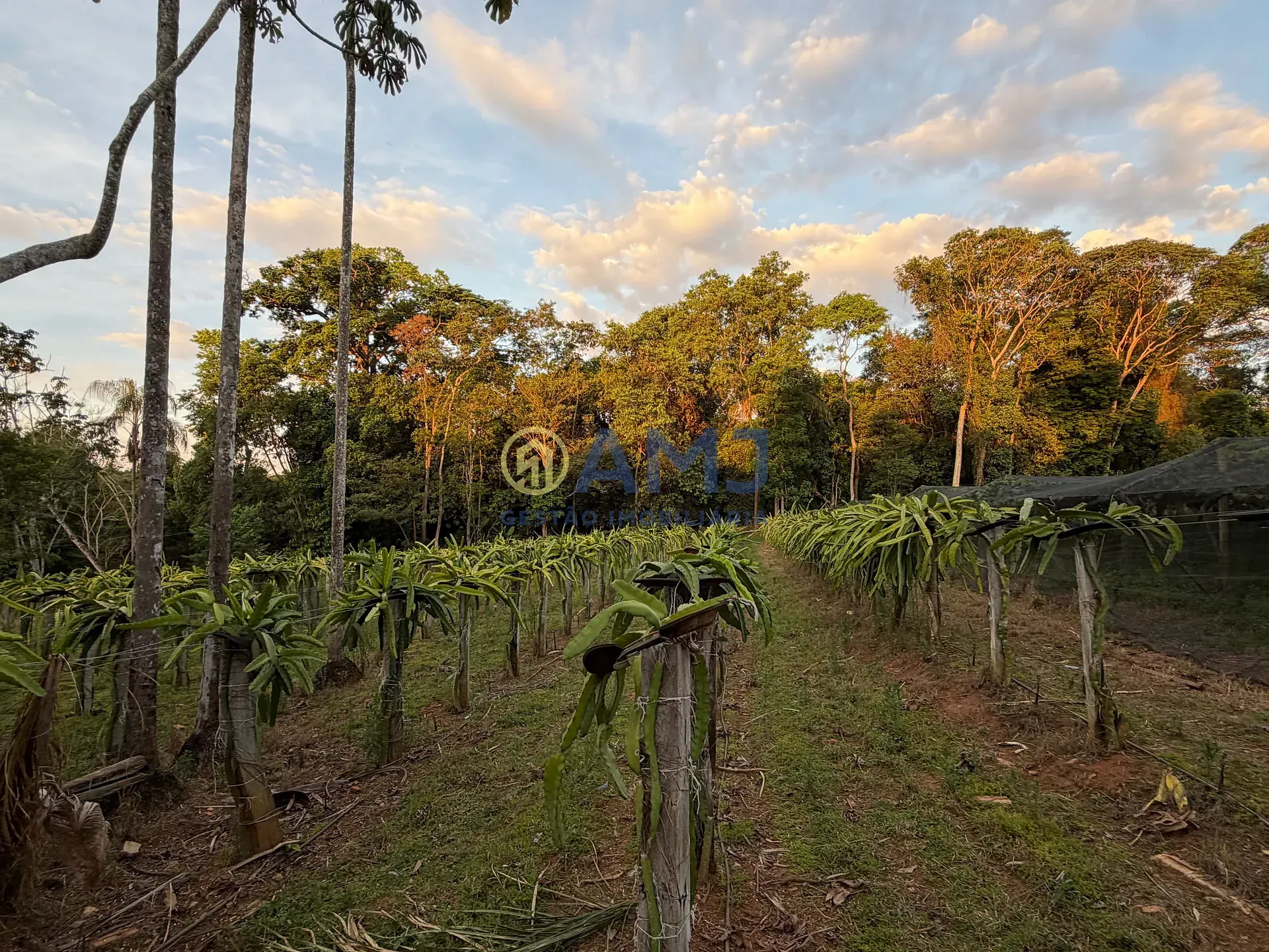 Imagem DUAS CHÁCARAS VIZINHAS À VENDA | HIDROLÂNDIA/GO