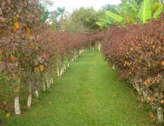 Imagem Chácara à venda na Estância Paraíso – Cesário Lange/SP – R$ 1.200.000,00