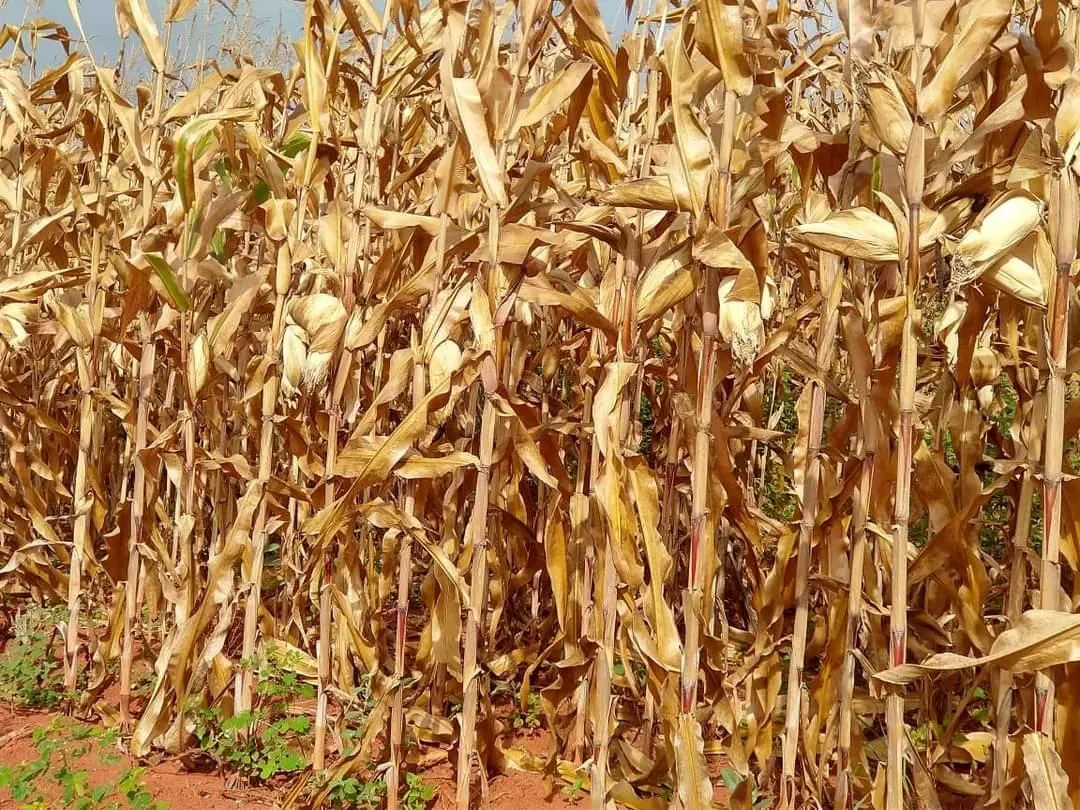 Imagem FAZENDA PORTEIRA FECHADA À VENDA - REGIÃO DE DIAMANTINA 257 hectares de área total
