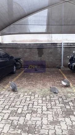 Imagem Apartamento à Venda no Parque dos Lagos R 1019
