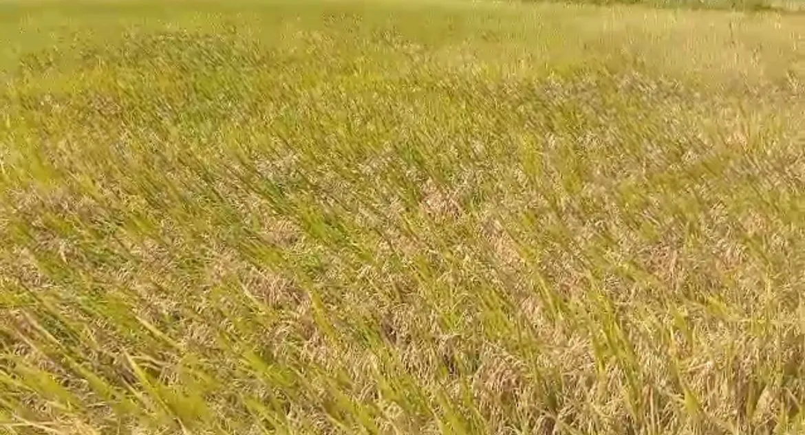 Imagem Fazenda à venda no Vale Verde - RS - 433 hectares. Ideal para Arroz e Soja.