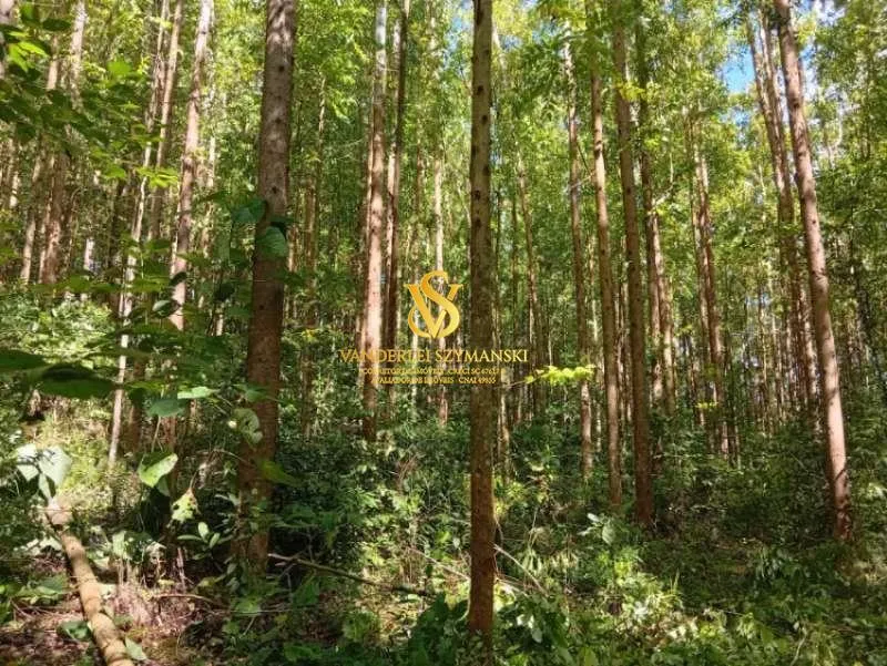 Imagem Chácara, Rural para Venda, Centro, União do Oeste