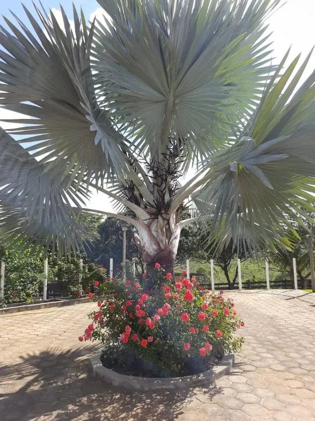 Imagem Vendo uma fazendinha espetacular em Carmópolis de Minas/MG 35 hectares