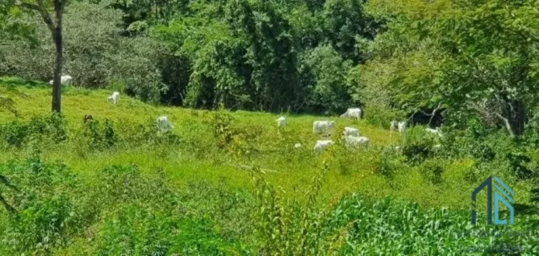 Imagem Fazenda em Abadiânia, muita água (permuta total se for em Goiânia) GOIANIA - GO