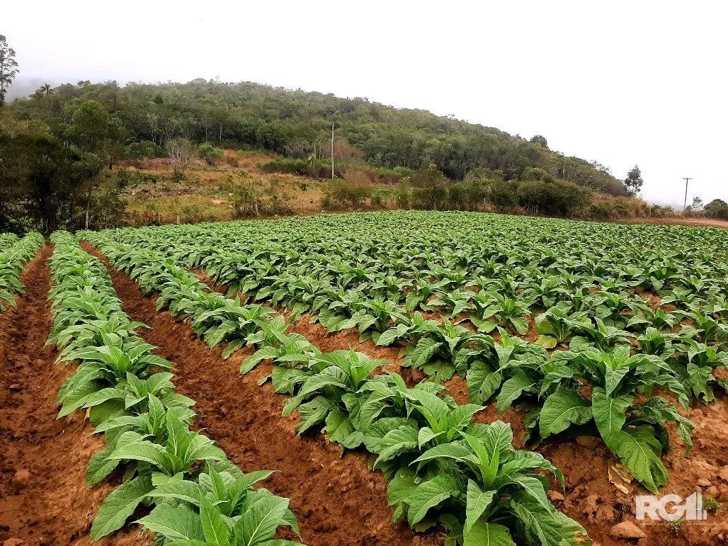 Imagem Area de terras cultivaveis