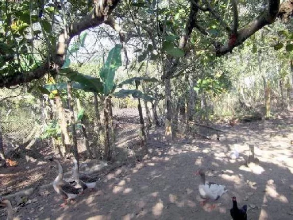 Imagem BELISSIMA CHACARA URBANA