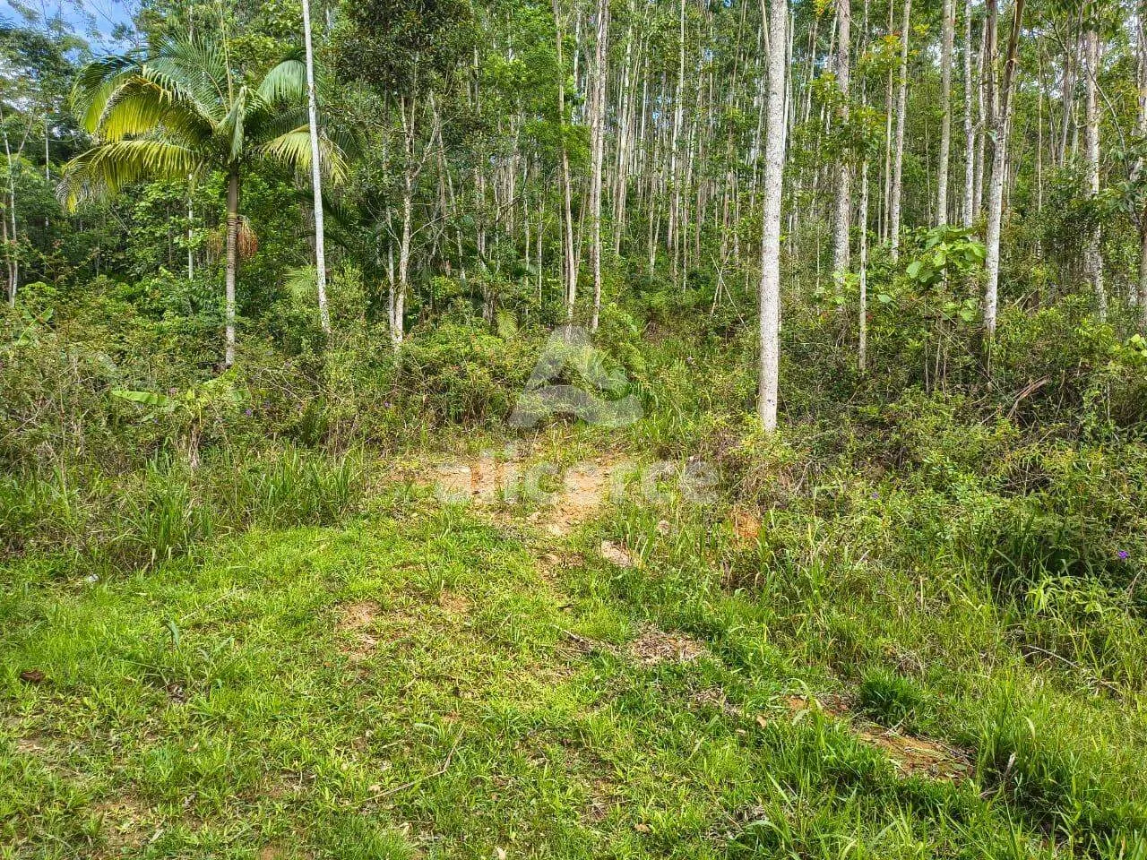 Imagem Sítio à venda com , 260.084m² em Área Rural de Biguaçu Biguaçu