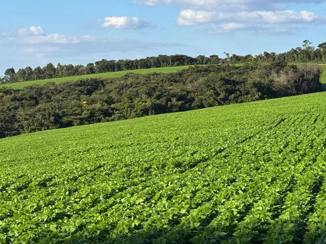 Foto do imóvel FAZENDA À VENDA - ENTRE RIOS DE MINAS 500 hectares de terra