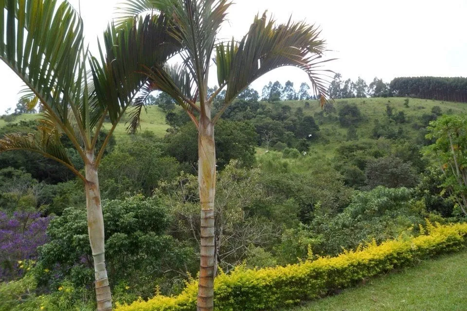 Imagem Chácara à venda 4 Quartos, Zona Rural, Cunha - SP