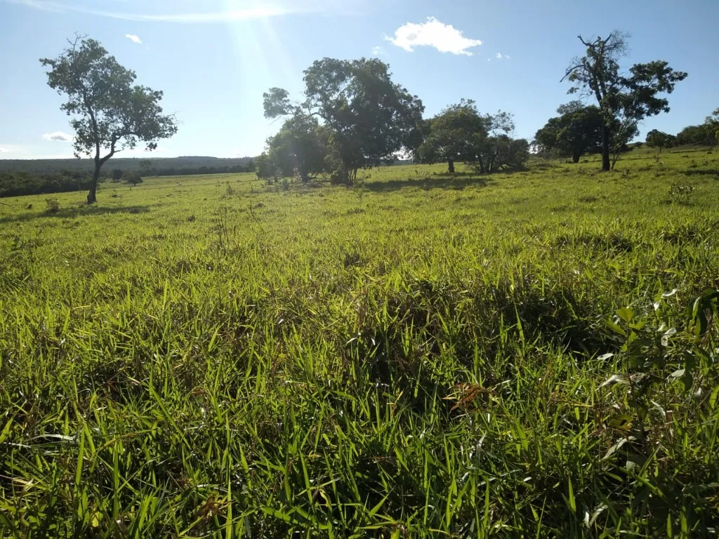 Imagem Fazenda de Rio Negro Mato Grosso do Sul-MS, Farms for sale in Brazil, farms in Brazil, Brazil farms