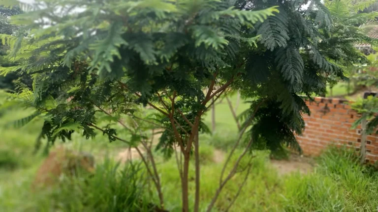 Imagem TERRENO SUPER BARATO COM ESCRITURA NO BOM JARDIM - GUARATINGUETÁ