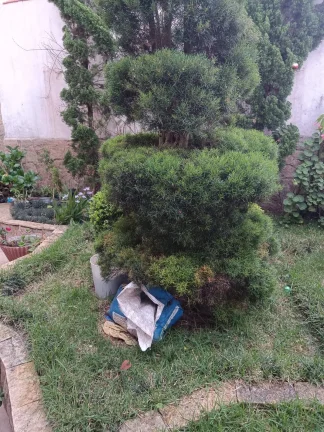 Imagem Casa Terrea com Edicula 221 m² 3 Dormitorios sendo 1 Suite e 5 Vagas