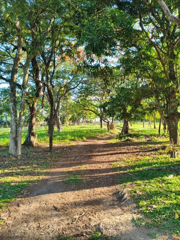 Imagem Vende-se Sítio na MG-050 ( São Sebastião d oeste ) 9,6 hectares de área
