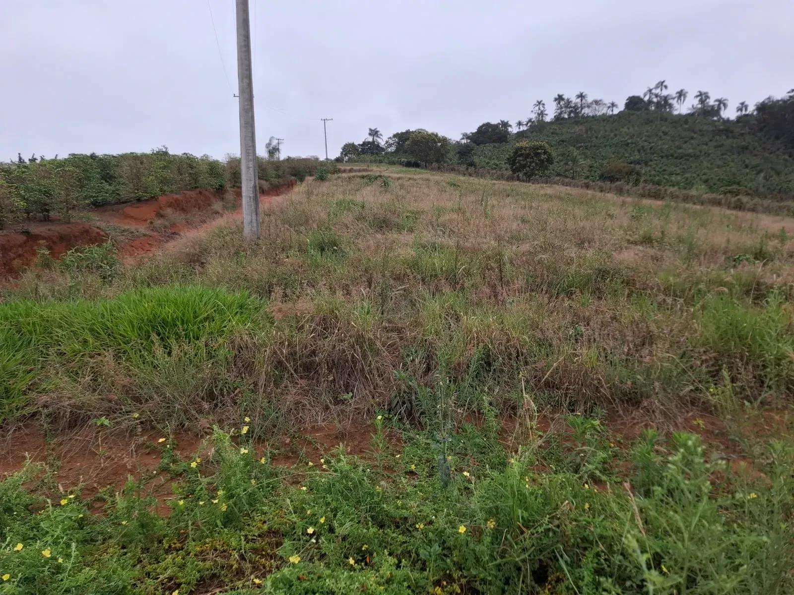 Imagem Sítio à Venda, 2 alqueireSP em Zona Rural - Divinolândia