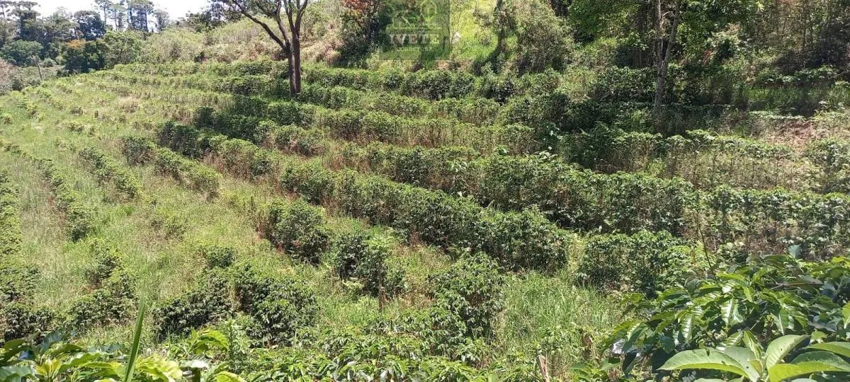 Imagem Terreno no Bairro da Lagoa - Oportunidade Única!