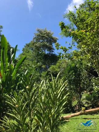 Imagem Lindo sitio com 2 casas meio a natureza - Paraty - com rio passando pelo terreno